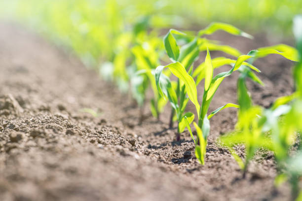 istock Young green corn growing on the field. Young Corn Plants. 958226170