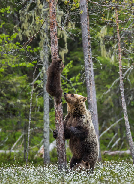 istock She-bear is standing near a tree, and her cubs are on a tree. 958228692