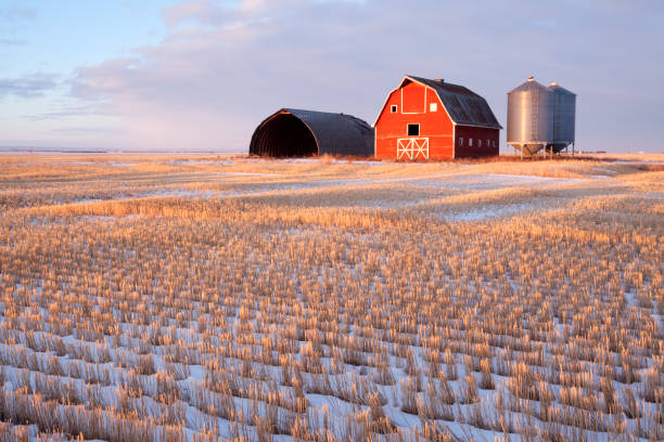 scène d’hiver grange rouge saskatchewan prairie canada - prairie farm winter snow photos et images de collection