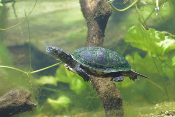istock European pond turtle underwater 958232282