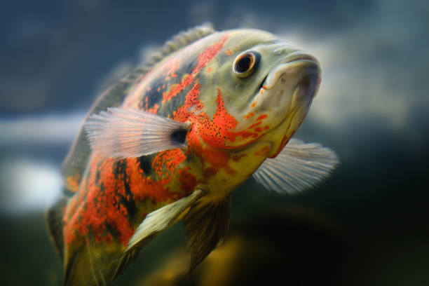 istock Oscar fish Astronotus ocellatus swimming underwater 958232322