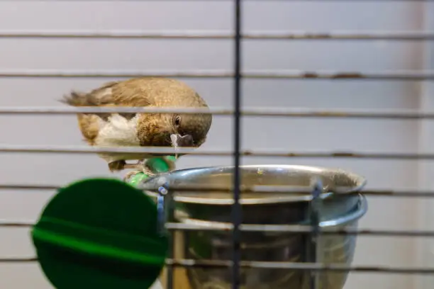 Photo of Sparrow in the pet food trough receives food in cage.