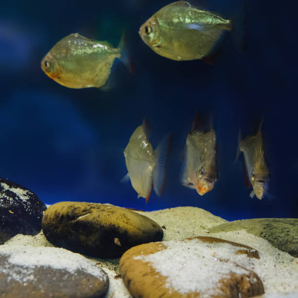 istock Exotic tropical fish closeup swimming underwater 958232346