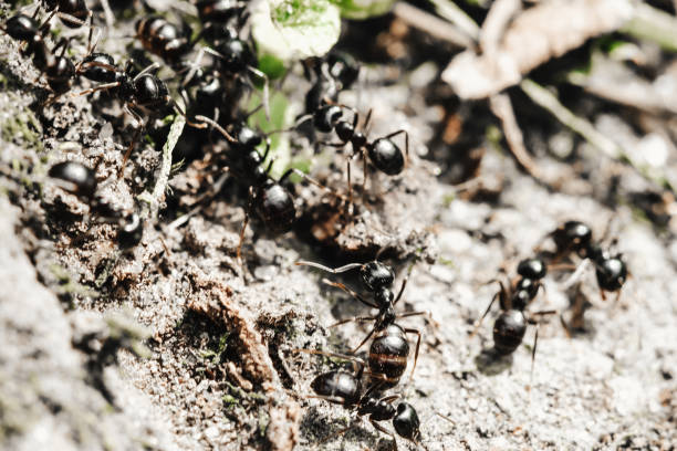 istock Big ants inside the nest, ant workers in colony, macro close-up 958232410