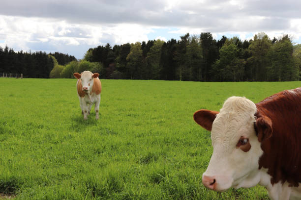 istock Brown and white cows grazing in field 958232594