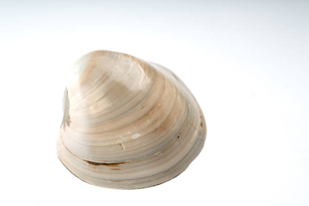 istock clam fossile stone with white background 958232796