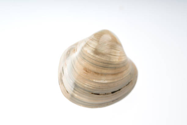 istock clam fossile stone with white background 958232828