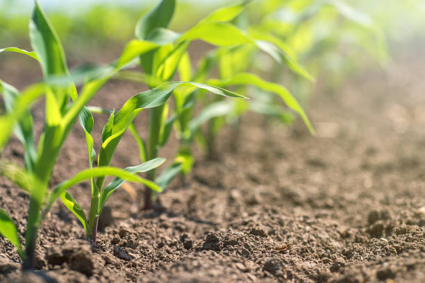 istock Young green corn growing on the field. Young Corn Plants. 958233754