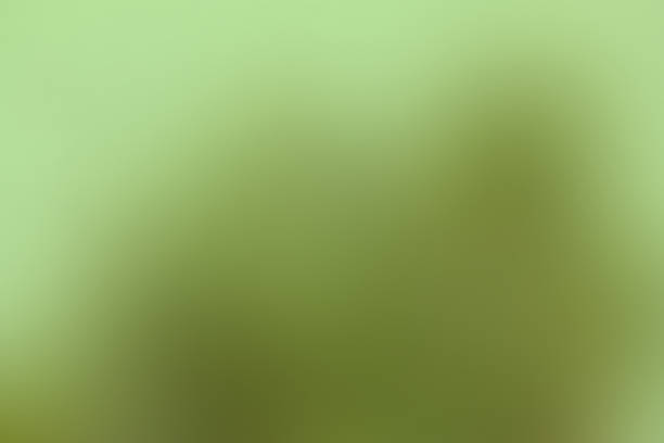 istock Gradient abstract background green, grass, meadow, lawn, field, backyard with copy space 958237794