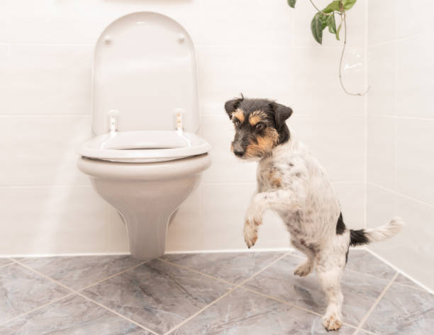istock Dog is dancing on the toilet - Jack Russell Terrier 958238310