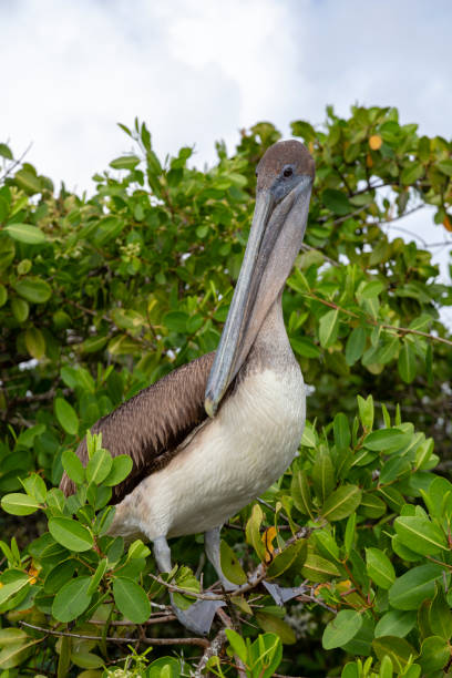 istock Brown Pelican (Pelecanus occidentalis) in Galapagos Islands, Ecuador 958238338