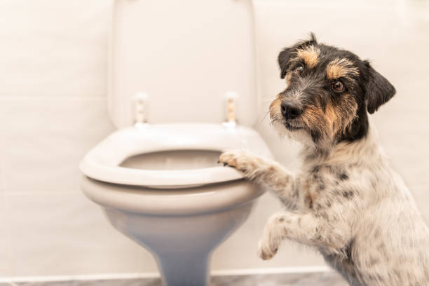 Dog on the toilet - Jack Russell Terrier stock photo