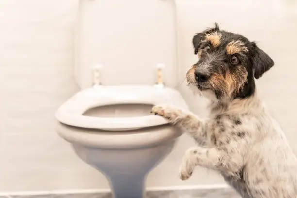Photo of Dog on the toilet - Jack Russell Terrier