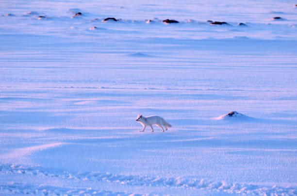 Snowy Canadian arctic landscape, where a treeless environment is covered by snow and ice for a great deal of the time.\n\nTaken in Cape Churchill, Manitoba, Canada.