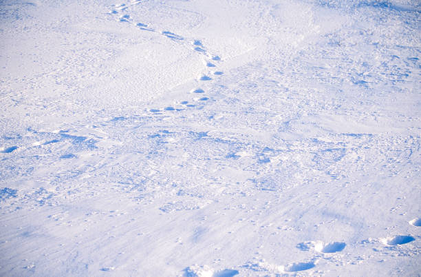 istock Snowy Canadian Arctic Landscape and Bear Print 958247862