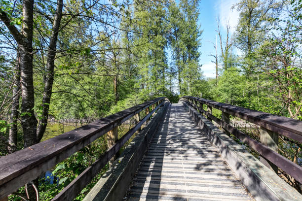 istock wooden bridge across a creek 958247880