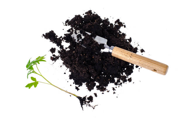 istock Cultivation of tomato seedlings, small seedling 958248176
