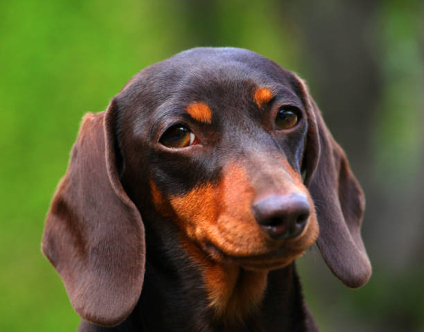 istock Dachshund Dog Summer Garden 958248180