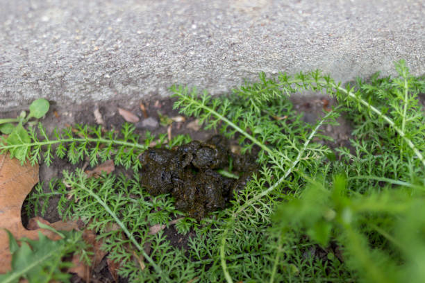 Feces left by skunk stock photo