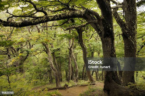 Música Jungle Foto de stock y más banco de imágenes de Aire libre - Aire libre, Belleza de la naturaleza, Bosque