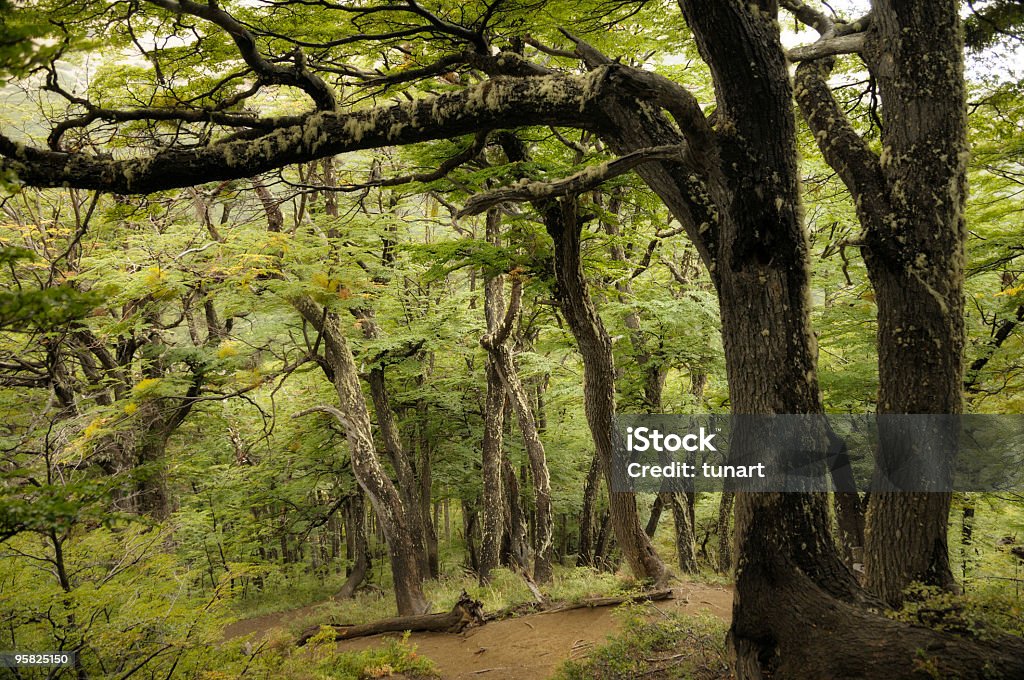 Jungle - Foto de stock de Beleza natural - Natureza royalty-free