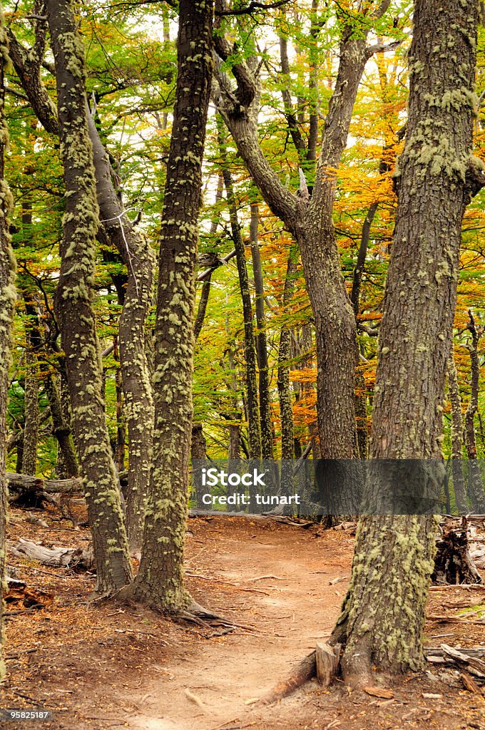 Bosque - Foto de stock de Argentina libre de derechos