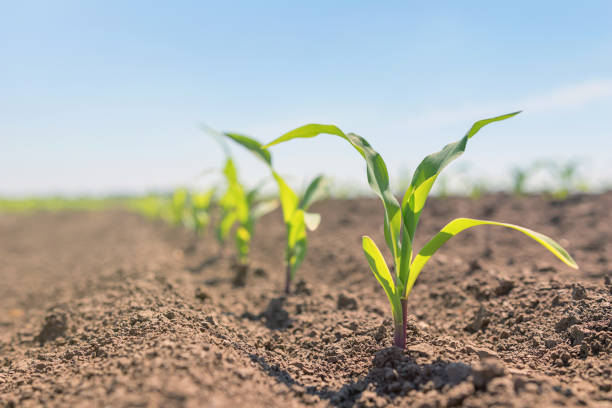 젊은 녹색 옥수수 분야에 성장. 젊은 옥수수 식물입니다. - corn crop corn field agriculture 뉴스 사진 이미지