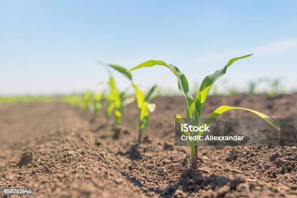 Young Green Corn Growing On The Field Young Corn Plants Stock Photo - Download Image Now