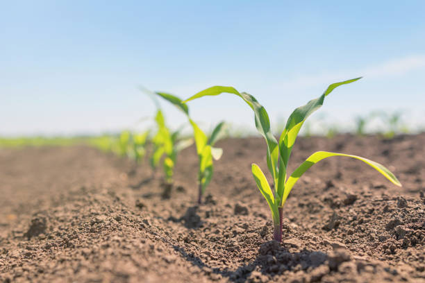 młoda zielona kukurydza rośnie na polu. młode rośliny kukurydziane. - seed growth plant dirt zdjęcia i obrazy z banku zdjęć