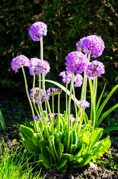 istock Multicolored spring flowers in garden 958253308