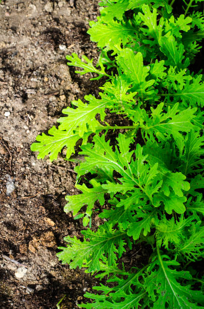 istock Seeds with spring greens in greenhouse 958253580