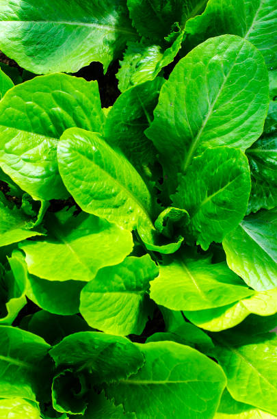 istock Seeds with spring greens in greenhouse 958253776