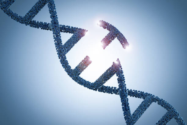 Genetic engineeering concept Genetic engineeering concept with 3d rendering dna helix and a part of dna genetic mutation stock pictures, royalty-free photos & images