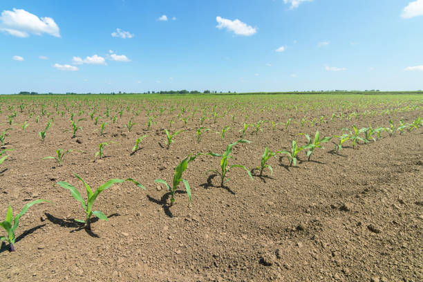 istock Rows of young green corn plants. Corn seedling on the field. 958261076
