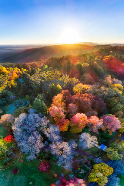 D BM Wilson Vert Pan sun Bright hot vertical panorama with rising sun over horizon in Blue Mountains of Australia - Mount Wilson town during autumn season when leave trees are colourful. blue mountains australia photos stock pictures, royalty-free photos & images