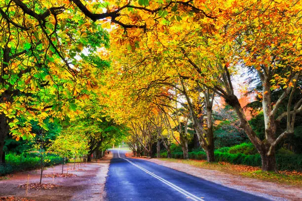 Bright warm yellow orange leaves covering asphalt church road in Mount Wilson town of Australian Blue Mountains during hight of autumn season.