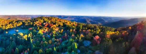 Wide aerial panorama of autumnal leave trees in Mount Wilson town of Blue Mountains, Australia. Clear blue sky and bright beams of rising sun over canopy of trees in gardens.