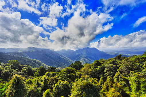 Lush green canopy of gondwana rainforest in DOrrigo national park as seen from main lookout towards distant mountain under blue bright sky.