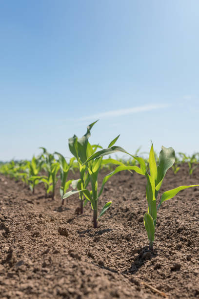 istock Young green corn growing on the field. Young Corn Plants. 958264926
