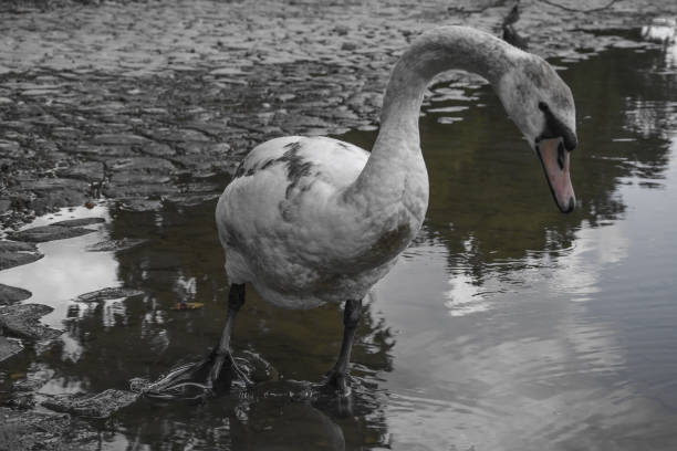 Serbia, Belgrade, River, Bird, Springtime