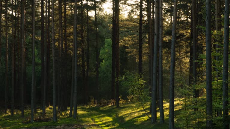 Sun among the pines