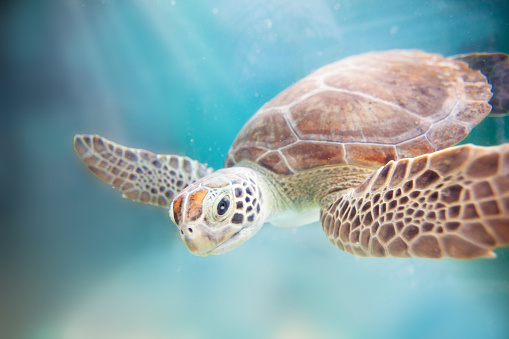 Sea Turtle , Ocean , Turtle , Beach , Nature , Conservation , Nautical