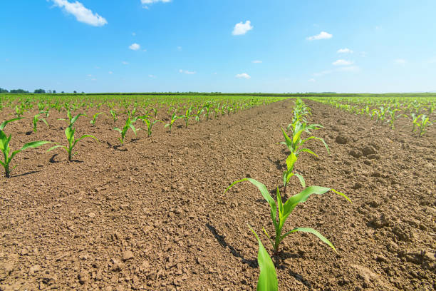 istock Rows of young green corn plants. Corn seedling on the field. 958268158