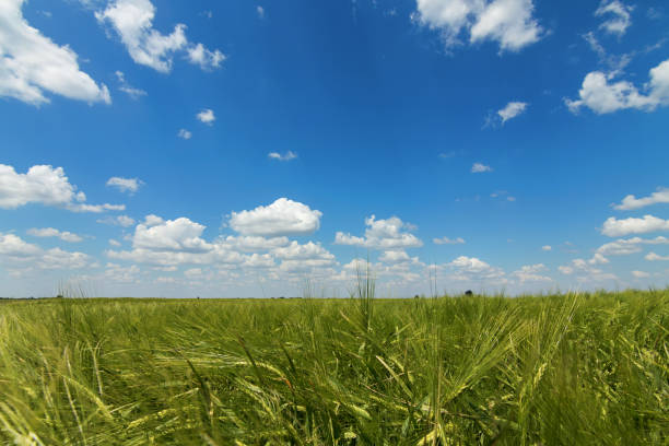 istock Green Wheat field landscape. Green wheat field. 958268792