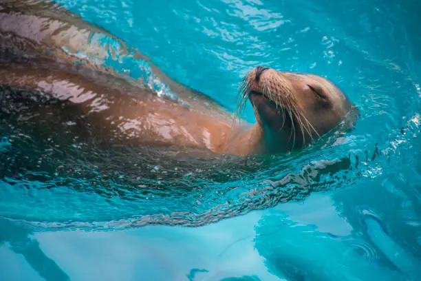 A very photogenic and happy sea lion swims by peacefully as can be at the Houston Zoo.