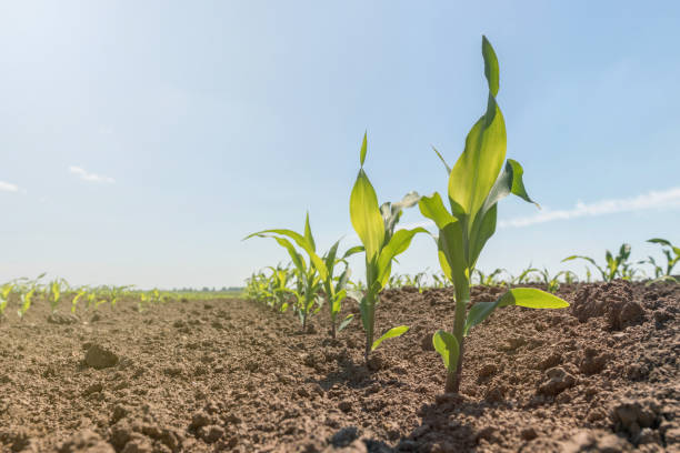 istock Young green corn growing on the field. Young Corn Plants. 958272336