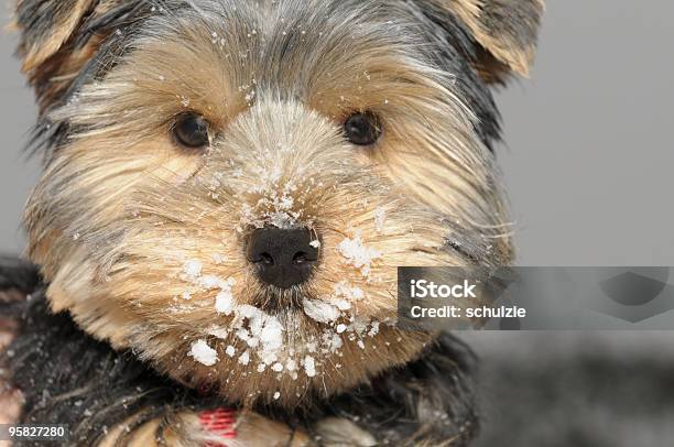 Cancella Naso - Fotografie stock e altre immagini di Ambientazione esterna - Ambientazione esterna, Animale, Animale da compagnia