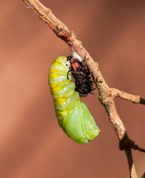 istock Monarch Caterpillar Transforming to Chrysalis 958272952