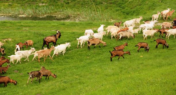 istock A goat farm in Ivanovo, Serbia 958275746