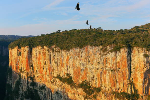 Eagles flying over Itaimbezinho Canyon – Rio grande do sul - Southern Brazil Freedom: Eagle flying over Itaimbezinho Canyon – Rio grande do sul - Southern Brazil
these are not parks with restricted access, much less private ownership or restricted private or for-profit exploitation. Canyon Fortaleza, has full public access. There is no charge for any entry fee. Itaimbezinho is also a completely public National Park. They are only areas of environmental protection. The INEA is just a state regional institute ( only has jurisdiction within the state of Rio de Janeiro, which is only a state of the 27 Brazilian states - Rio Grande do Sul and Santa Catarina are the states to the south of Brazil, far from Rio It is like comparing distances from the State of California to Florida, more or less, and in relation to state parks) - unrelated to national parks. canyon itaimbezinho rio grande do sul santa catarina southern brazil stock pictures, royalty-free photos & images